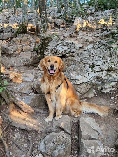 Золотистый ретривер для фотосессии