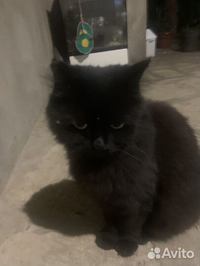 Персидская кошка