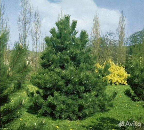 Сосна черная