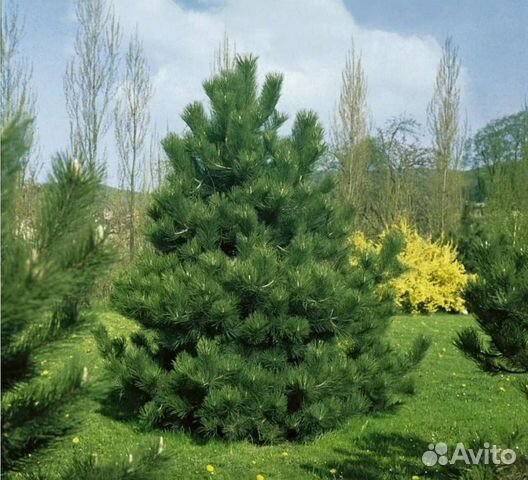 Сосна черная