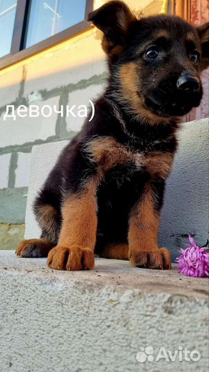 Щенки немецкой овчарки
