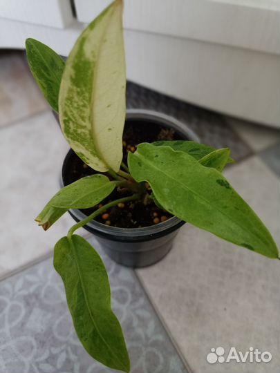 Антуриум вариегатный