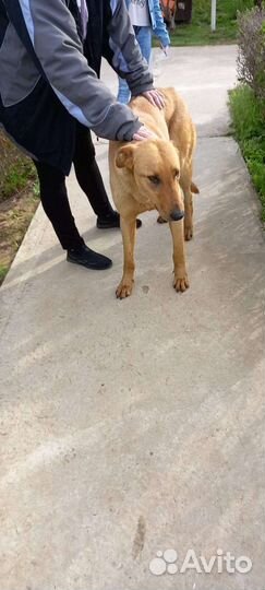 Собака кобель