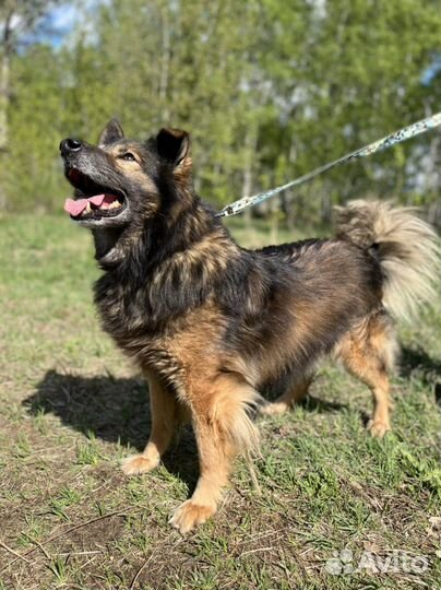 Собака Дэн из приюта. Можно в квартиру