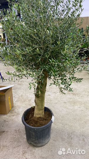 Красивое оливковое дерево с толстым стволом 200см