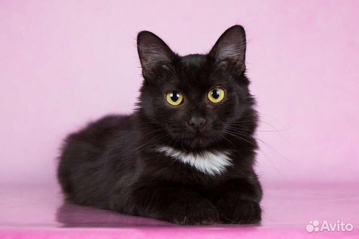 Котёнок девочка