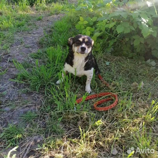 Собака-инвалид в добрые руки