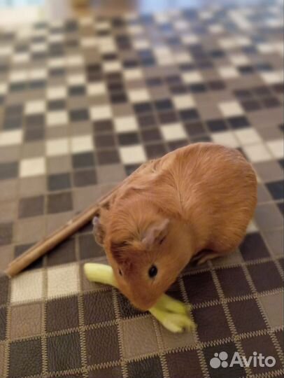 Морская свинка рыжая