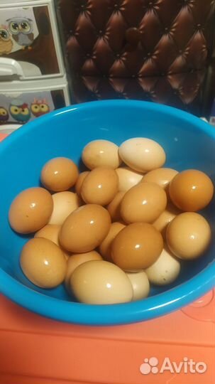 Домашние уточки, куриные яйца, молоко