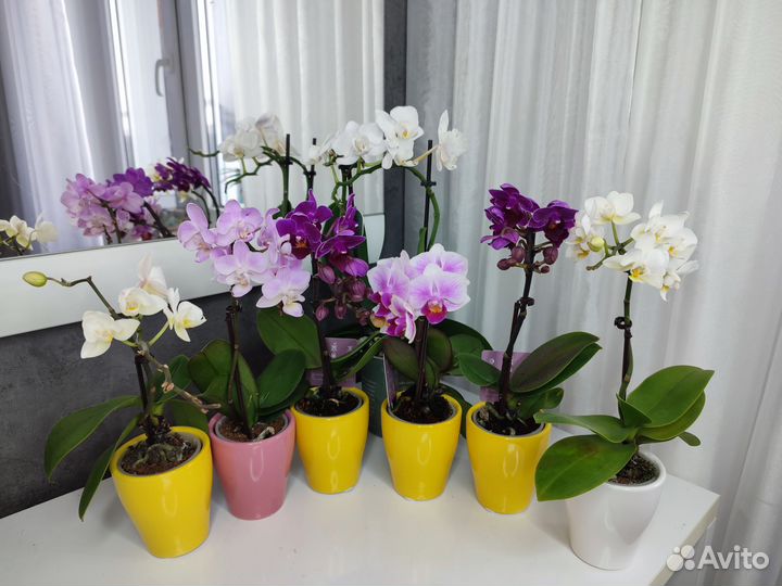 Орхидея фаленопсис мини