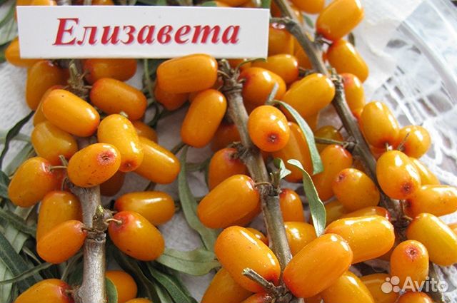 Облепиха саженцы