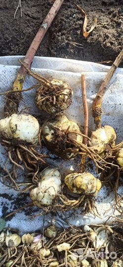 Лилия желтая лемон