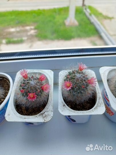 Кактусы пушистики