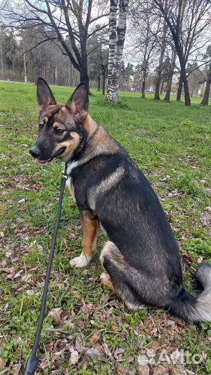 Собака бесплатно в добрые руки