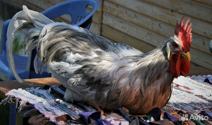 Петух леггорн далматинец