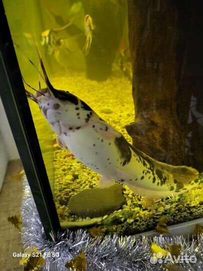 Клариевый сом