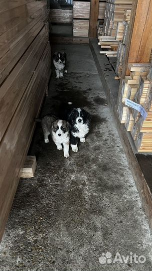 Щенки в добрые руки