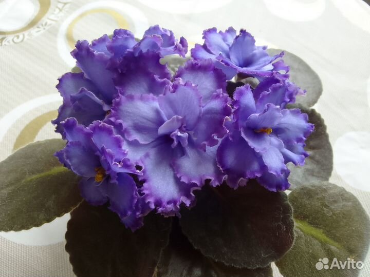 Цветущая Фиалка Голубой дракон
