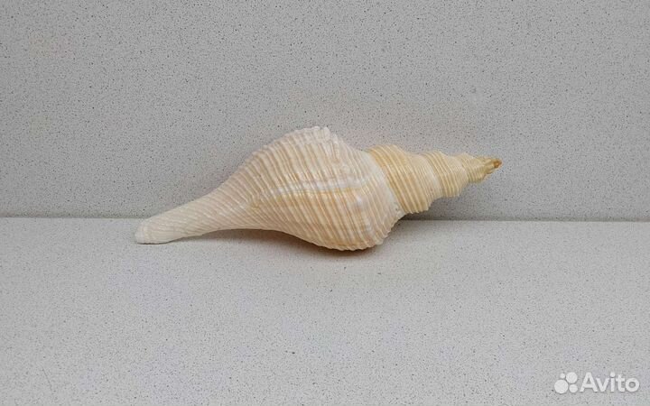 Хемифусус Туба 24,3 морская ракушка раковина