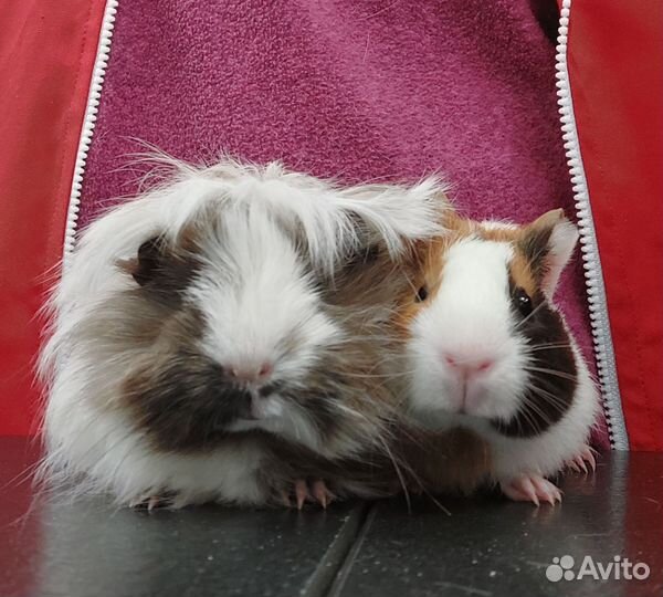 Морские свинки, девочки