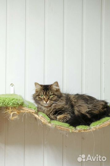 Кошка Морошка ищет дом