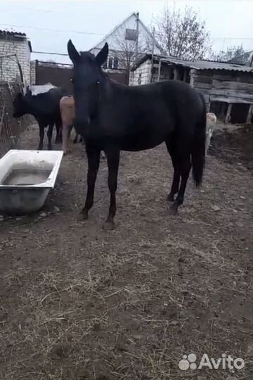 Лошадь кобылка