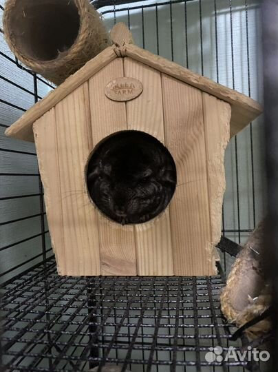 Шиншилы с клеткой