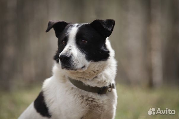 Замечательный песик Бим в дар