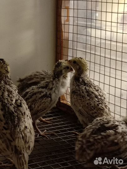 Виргинский перепел