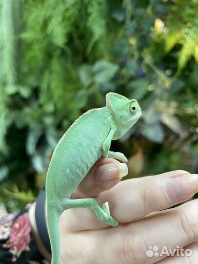 Йеменский хамелеон