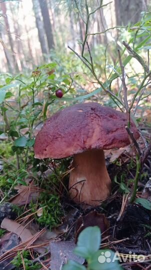 Грибы маринованные