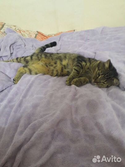 Молодой котик