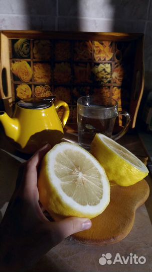 Саженцы комнатного, плодоносящего лимона