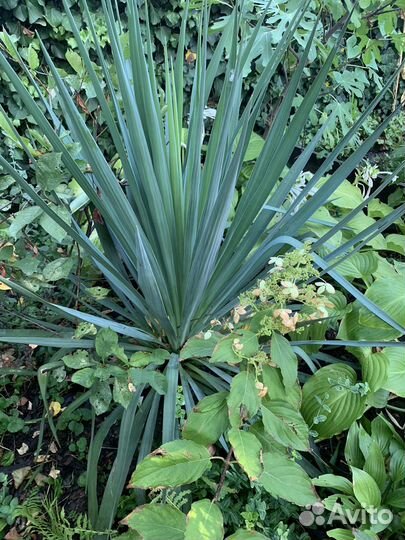 Юкка, лаванда, вербейник монетчатый, папоротник