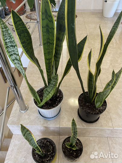 Сансевиерия