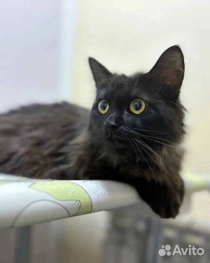 Котик ищет дом
