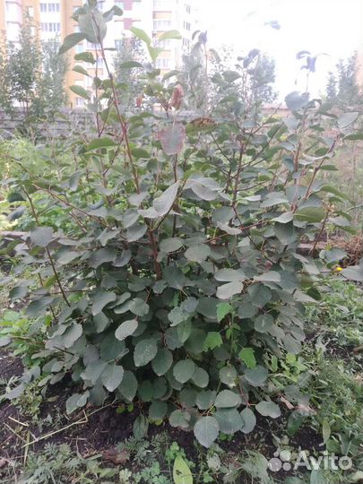 Саженцы ирги