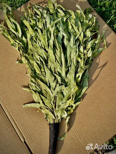 Эвкалиптовый веник для бани