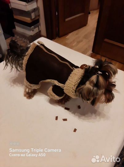 Комбензон -дублёнка для собачки весом 3-5кг