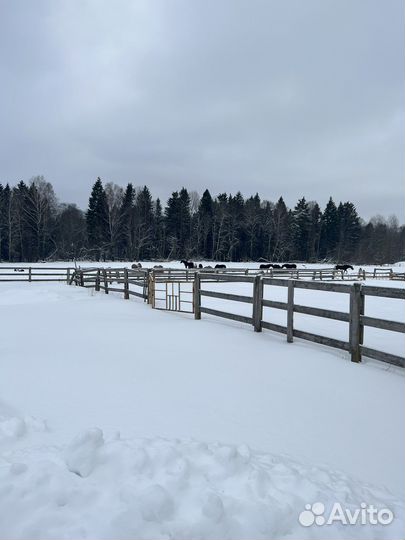 Постой для лошадей