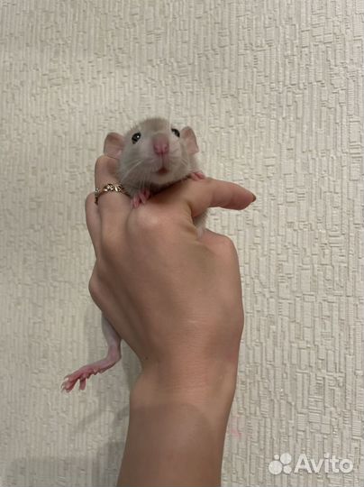 Крысята мальчики дамбо