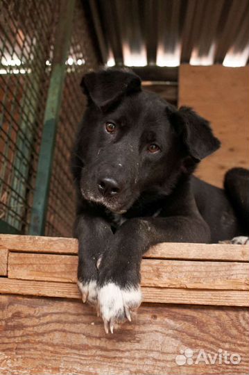 Скромный Перчик ждёт хотя бы погулять