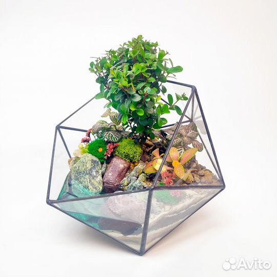 Бонсай Мирсина Африканская с озером во флорариуме