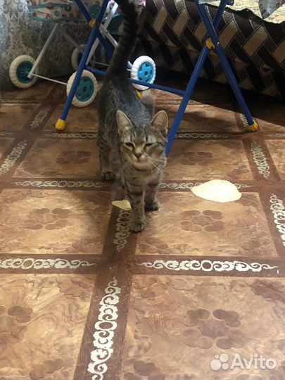 Кошечка в добрые руки