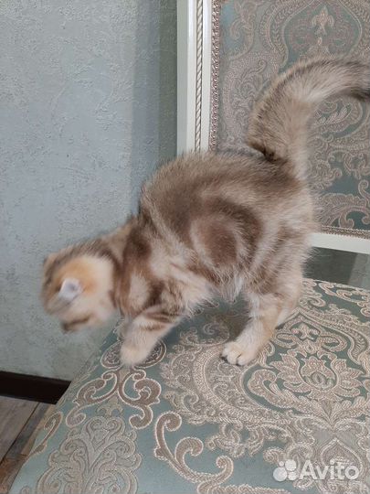 Золотые котята