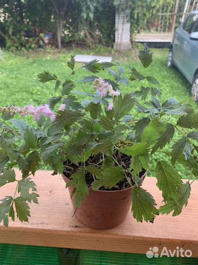 Астильба осенняя низкорослая