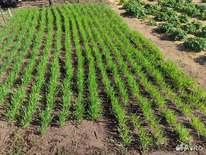 Овёс для заваривания в шелухе 5 кг