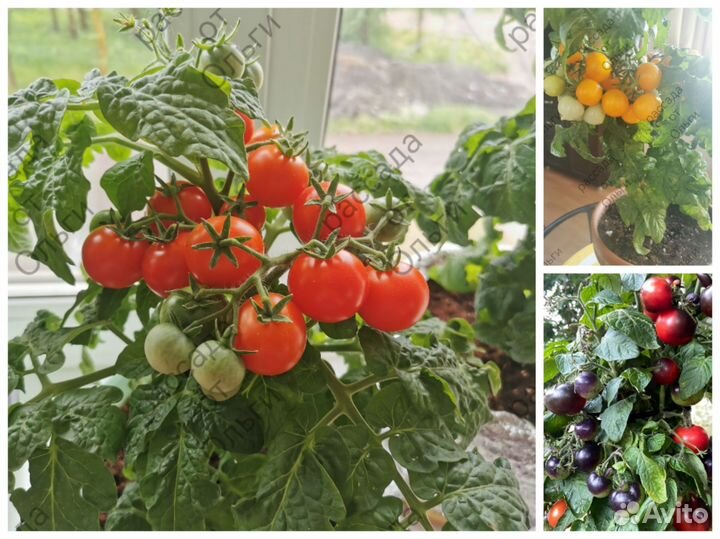Рассада комнатных помидор