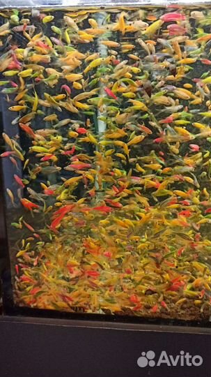 Данио гло, тернеция, данио малабарский, орнатус