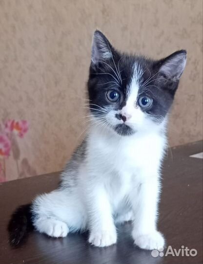 Британская кошка в дар